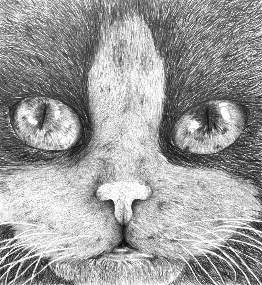 Cat Realistic Drawing by Majda Susnik